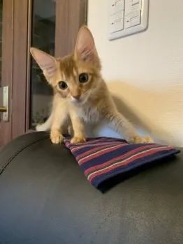 Mieko 様のお迎えした子猫