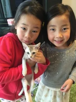 キラキラ姉妹💕💕 様のお迎えした子猫