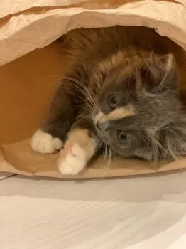 N.H 様のお迎えした子猫