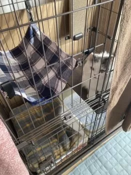 S.A 様のお迎えした子猫