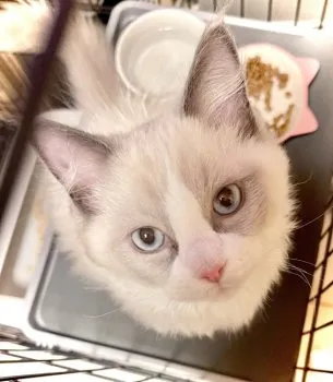 ちびママ 様のお迎えした子猫