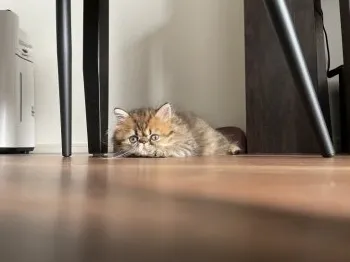 ユミ 様のお迎えした子猫