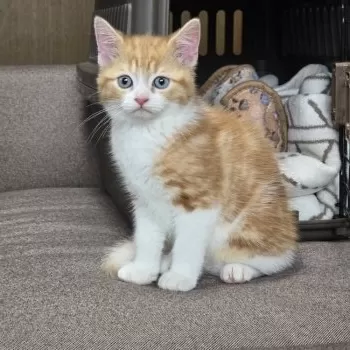 ジュニア 様のお迎えした子猫