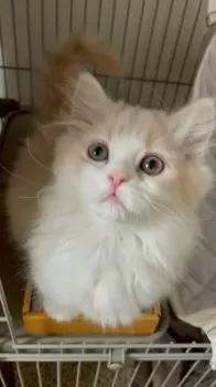 M.Y 様のお迎えした子猫