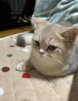 Y.Ｉ 様のお迎えした子猫