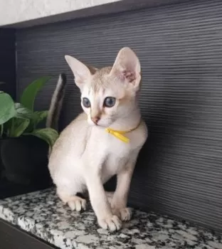 2403103 様のお迎えした子猫