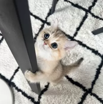 M.S 様のお迎えした子猫