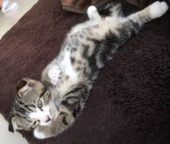 こやま 様のお迎えした子猫