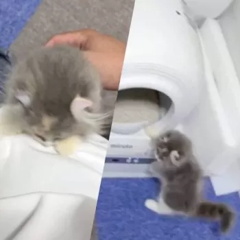 K.N 様のお迎えした子猫