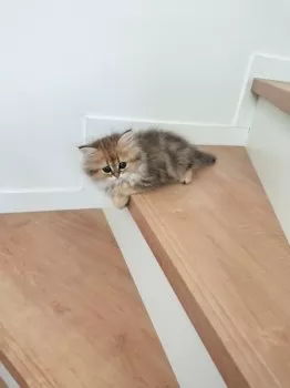 m.n 様のお迎えした子猫