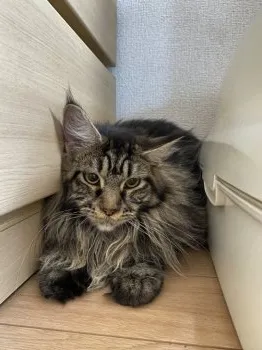 ひろじい 様のお迎えした子猫