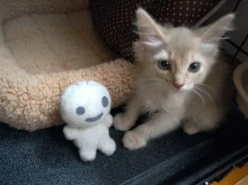 群馬人 様のお迎えした子猫