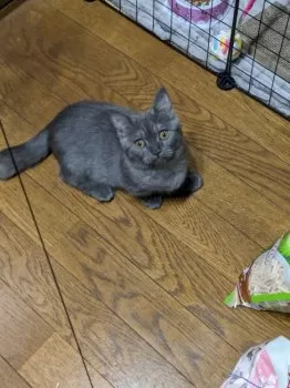 またむね 様のお迎えした子猫