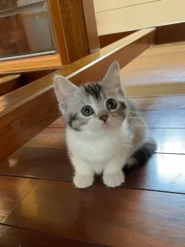 はな 様のお迎えした子猫
