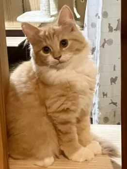 ナナ 様のお迎えした子猫