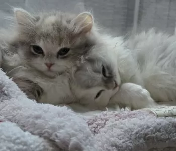 にゃま 様のお迎えした子猫