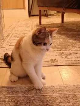 まどか 様のお迎えした子猫
