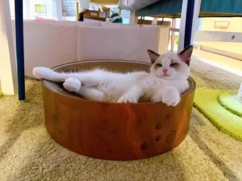 M.T 様のお迎えした子猫