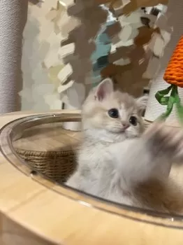H.N 様のお迎えした子猫
