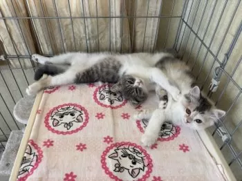Y.S 様のお迎えした子猫