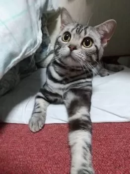 K.H 様のお迎えした子猫