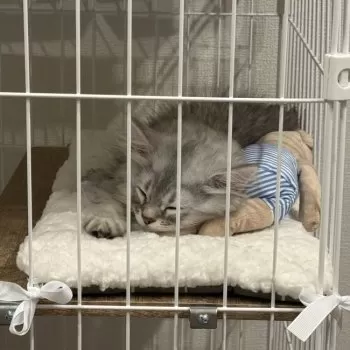 F.H 様のお迎えした子猫