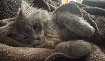 ライヤ 様のお迎えした子猫