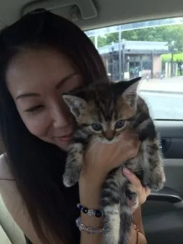 あい 様のお迎えした子猫