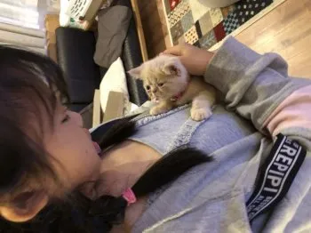 ぷう 様のお迎えした子猫