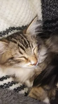 Y.N 様のお迎えした子猫