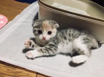 Toe 様のお迎えした子猫