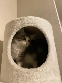 チャン 様のお迎えした子猫