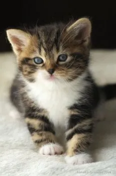 マロンママ 様のお迎えした子猫