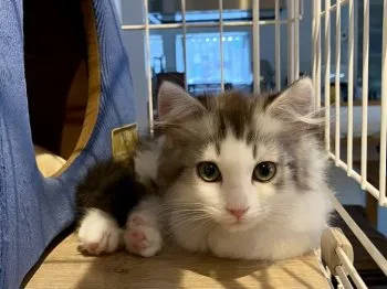 naginagi 様のお迎えした子猫