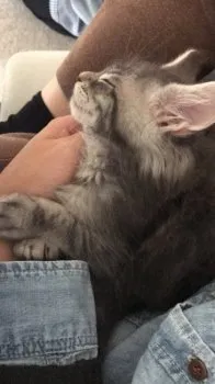 ペリート 様のお迎えした子猫