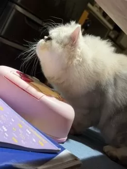 N.K 様のお迎えした子猫