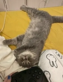 チャクンテ 様のお迎えした子猫