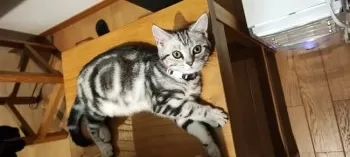 バルス 様のお迎えした子猫