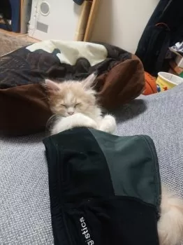 tom 様のお迎えした子猫