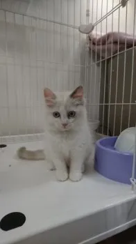 yoshi5396 様のお迎えした子猫
