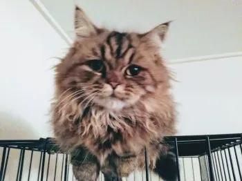 Coffee 様のお迎えした子猫