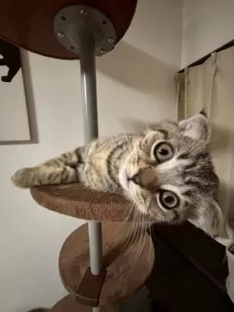 T.M 様のお迎えした子猫