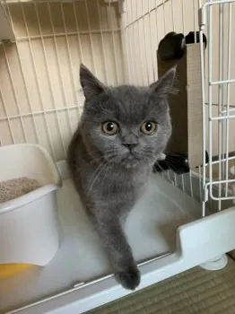 ぽて丸 様のお迎えした子猫