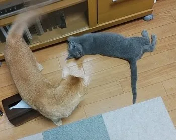 小町 様のお迎えした子猫