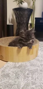 みゆうみゆう 様のお迎えした子猫