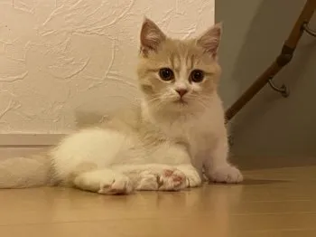 しょうちゃん 様のお迎えした子猫