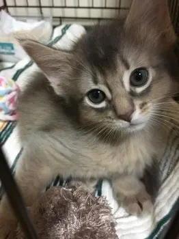 ソマリLove 様のお迎えした子猫