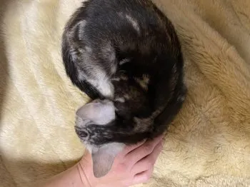 ヒロさん 様のお迎えした子猫