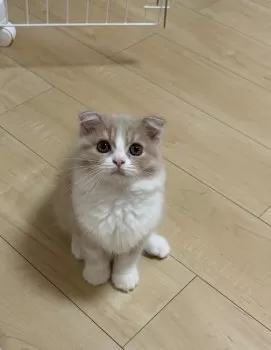 きなこもち🤍🤎 様のお迎えした子猫