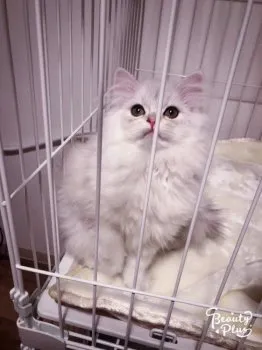 Reo 様のお迎えした子猫